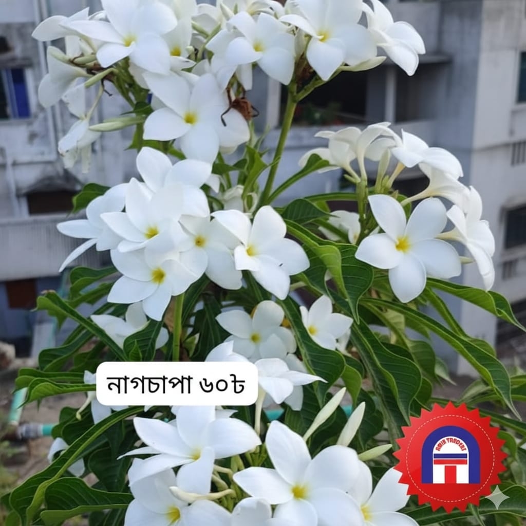 নাগচাপা