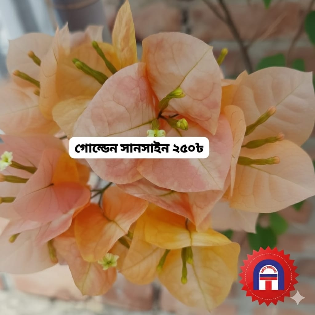 গোল্ডেন সানসাইন
