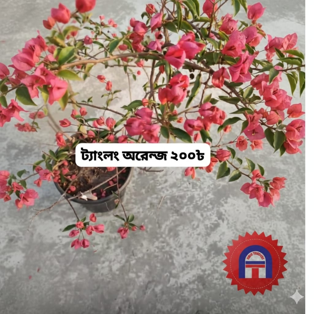 ট্যাংলং অরেঞ্জ