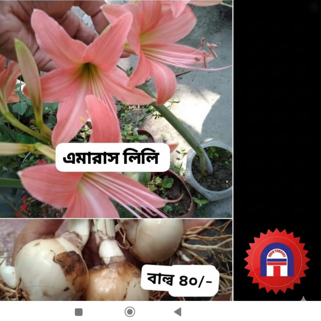 এমারাস লিলি বাল্ব