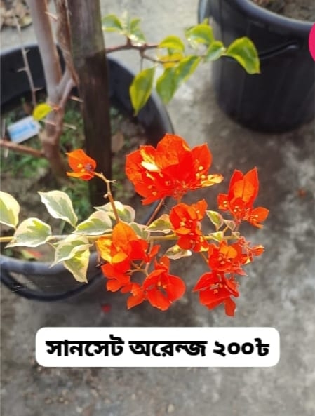 সানসেট অরেঞ্জ